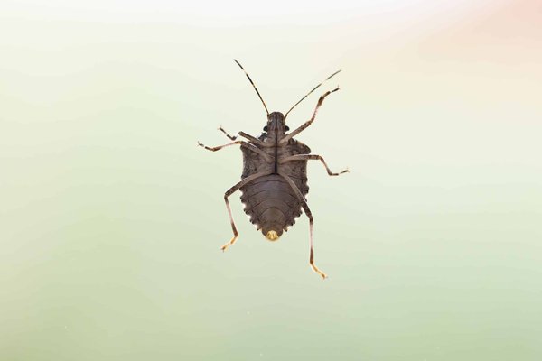 Comment fonctionnent les traitements anti-punaises de lit pour éliminer l'infestation ?