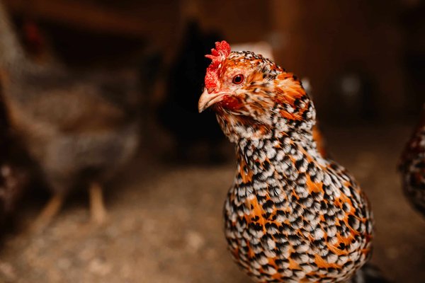 Les meilleures plantes pour attirer les abeilles dans votre jardin