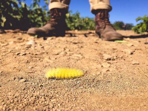 Eradiquez les chenilles processionnaires au bon moment avec des spécialistes