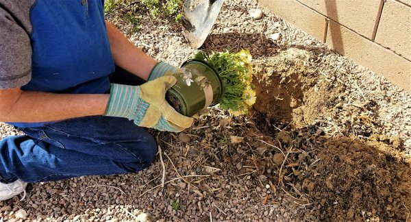 Apprendre à jardiner à Genève : du grain à la récolte avec un cours de permaculture