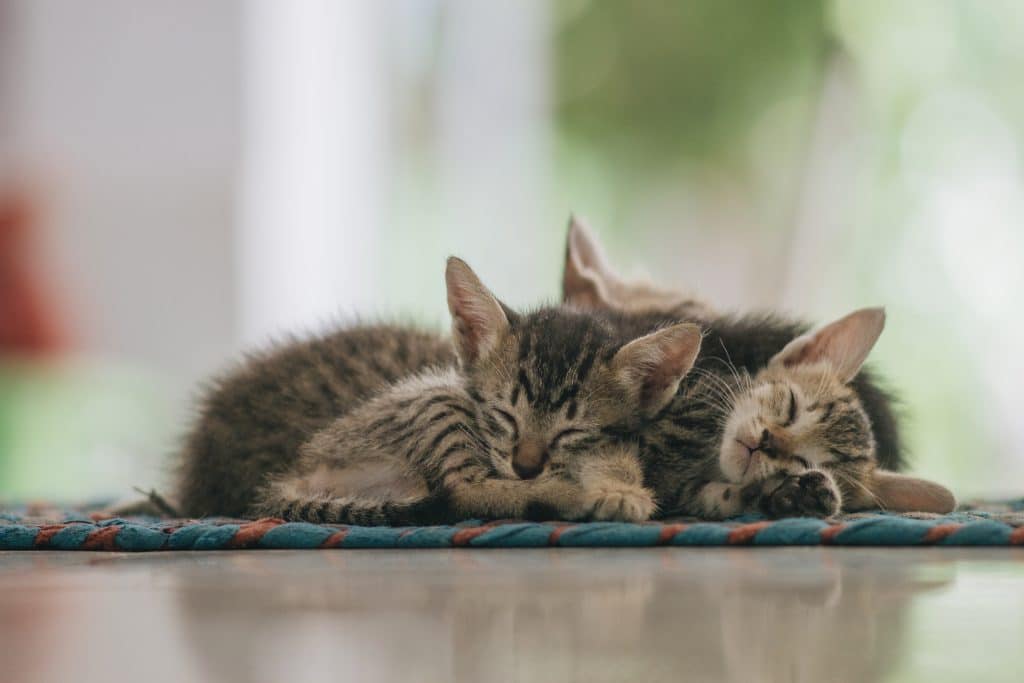 Quelle race de chat calme et câlin ? Bartfan